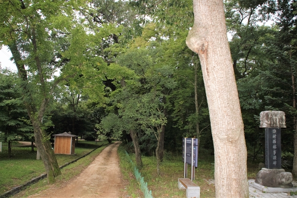 1,050m 거리의 가로숲도 600년 된 느티나무와 함께하니 느긋하게 한발 한발 내딛게 한다. [블로그뉴스=홍미진 기자]