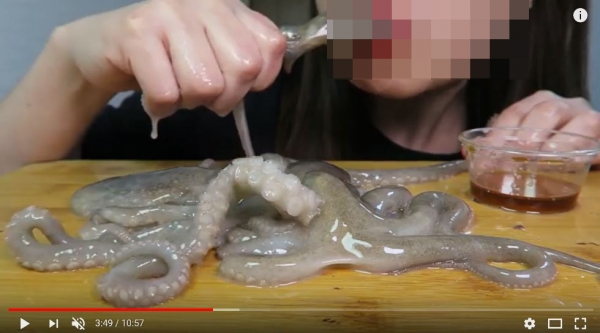 최근 한국 유튜버들에게 산낙지 한 마리를 통째로 먹는 '산낙지 챌린지'가 유행하고 있어 안전이 우려되고 있다. 유튜버 캡처.