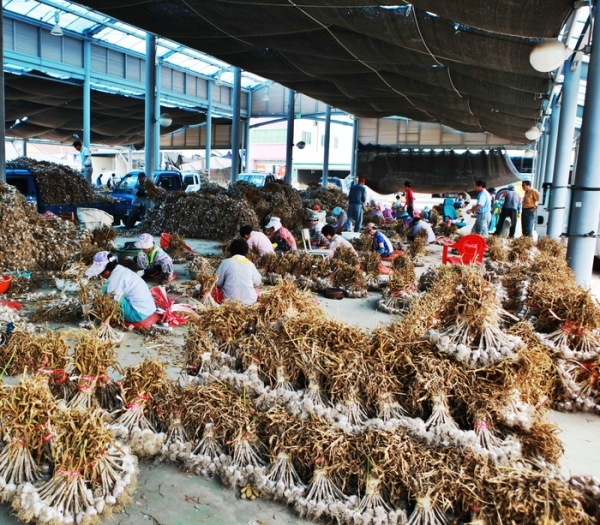 경북 의성군 농민들은 마늘 수확에 바쁜 나날을 보내고 있다. 의성군 제공.