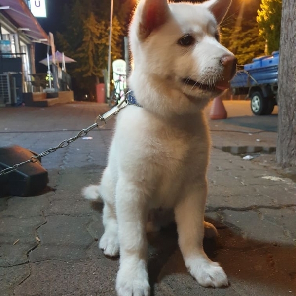 지난달 17일 경기도 이천에서 생후 3개월 된 강아지가 만취한 20대 남성에게 ‘수간’을 당했다. 출처=동물학대방지연합 페이스북.