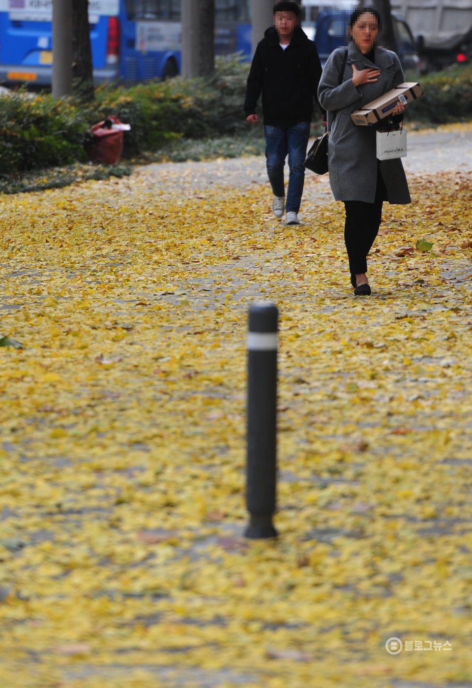 대구 도심 떨어진 낙엽이 겨울을 재촉하고 있다. (블로그뉴스 BD)