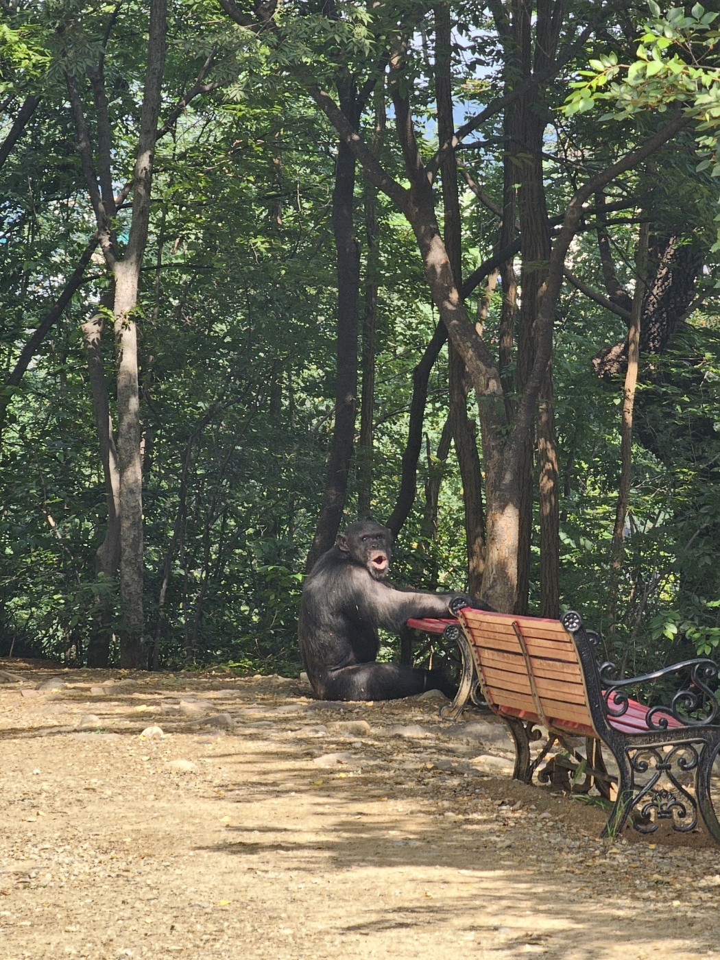11일 오전 9시 11분께 달성공원에서 사육 중이던 침팬지 두 마리가 탈출했다. (대구소방안전본부 제공)