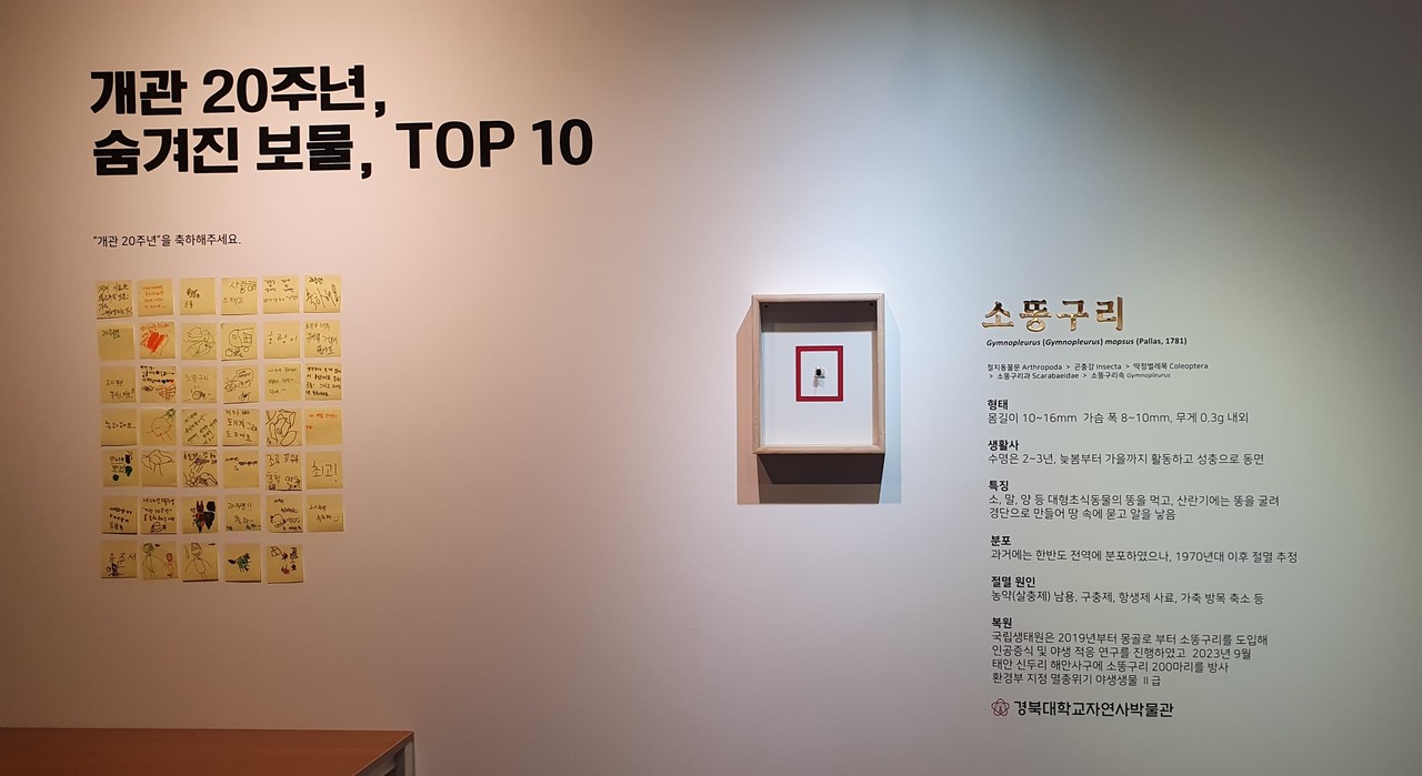 경북대 자연사박물관의 ‘숨겨진 보물, TOP 10’ 팝업 전시 모습. (경북대 제공)