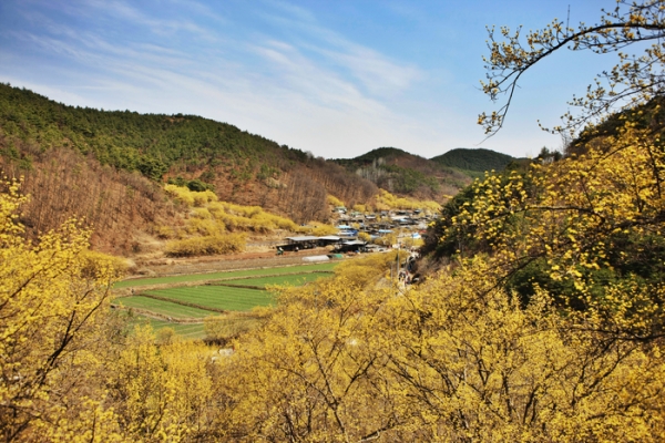 산수유 꽃이 활짝핀 경북 의성군 사곡면 산수유마을 전경. 자료사진=의성군 제공.