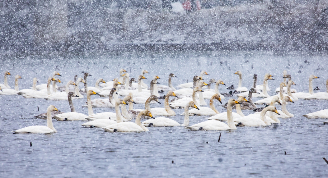 구미시가 국비 4억5천만 원을 확보하고 지산샛강 생태복원 사업을 추진한다. (구미시 제공)