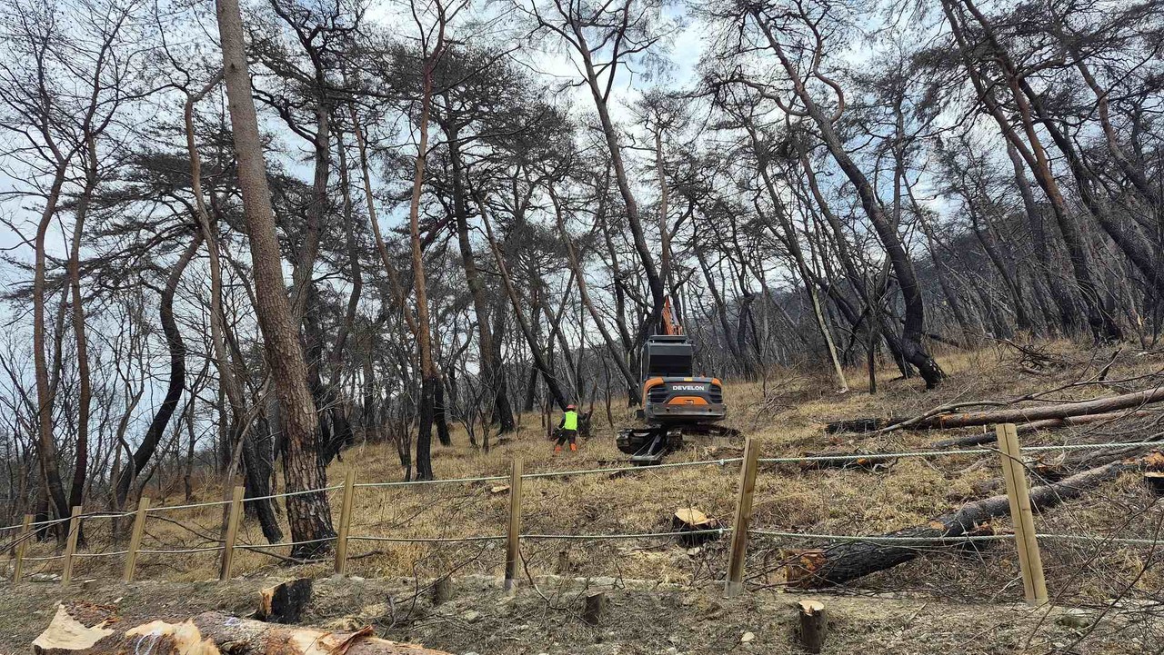 의성군이 천년고찰 고운사 일원 산불 피해지 정비에 나선다. 의성군 제공