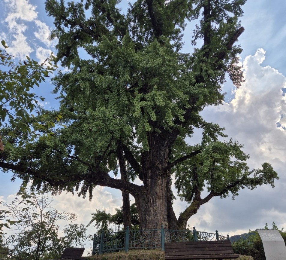 영주 내죽리 은행나무. 경북도 제공