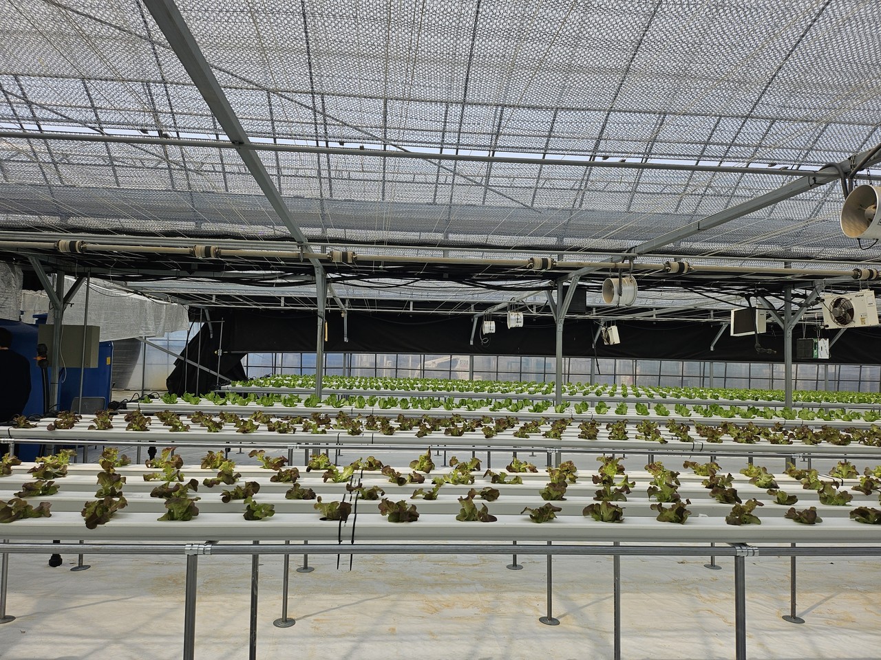 군위군이 기존 시설하우스를 활용한 엽채류 재배 실증에 착수했다. 군위군 제공