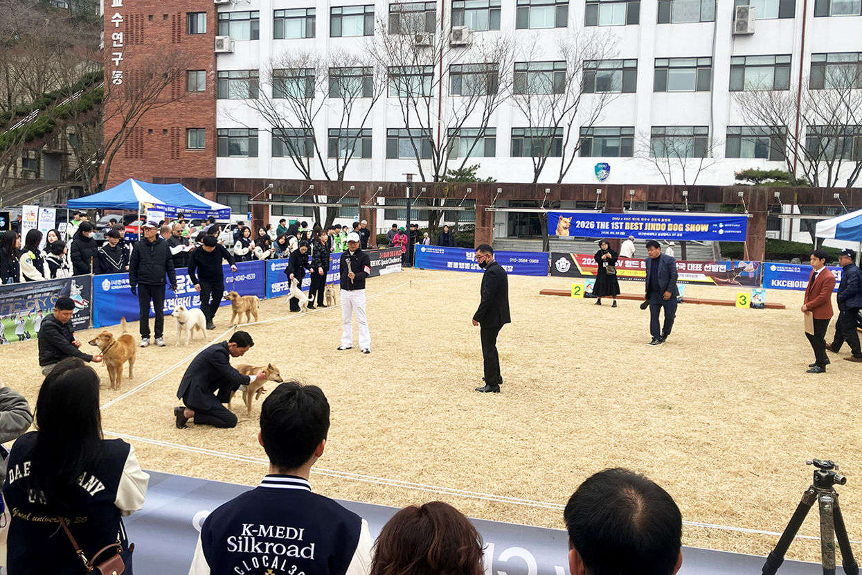 대구한의대 반려동물보건학과와 한국애견협회(KKC)가 공동 주최한 ‘제1회 DHU-KKC 진돗개 품평회’ 모습. (대구한의대 제공)