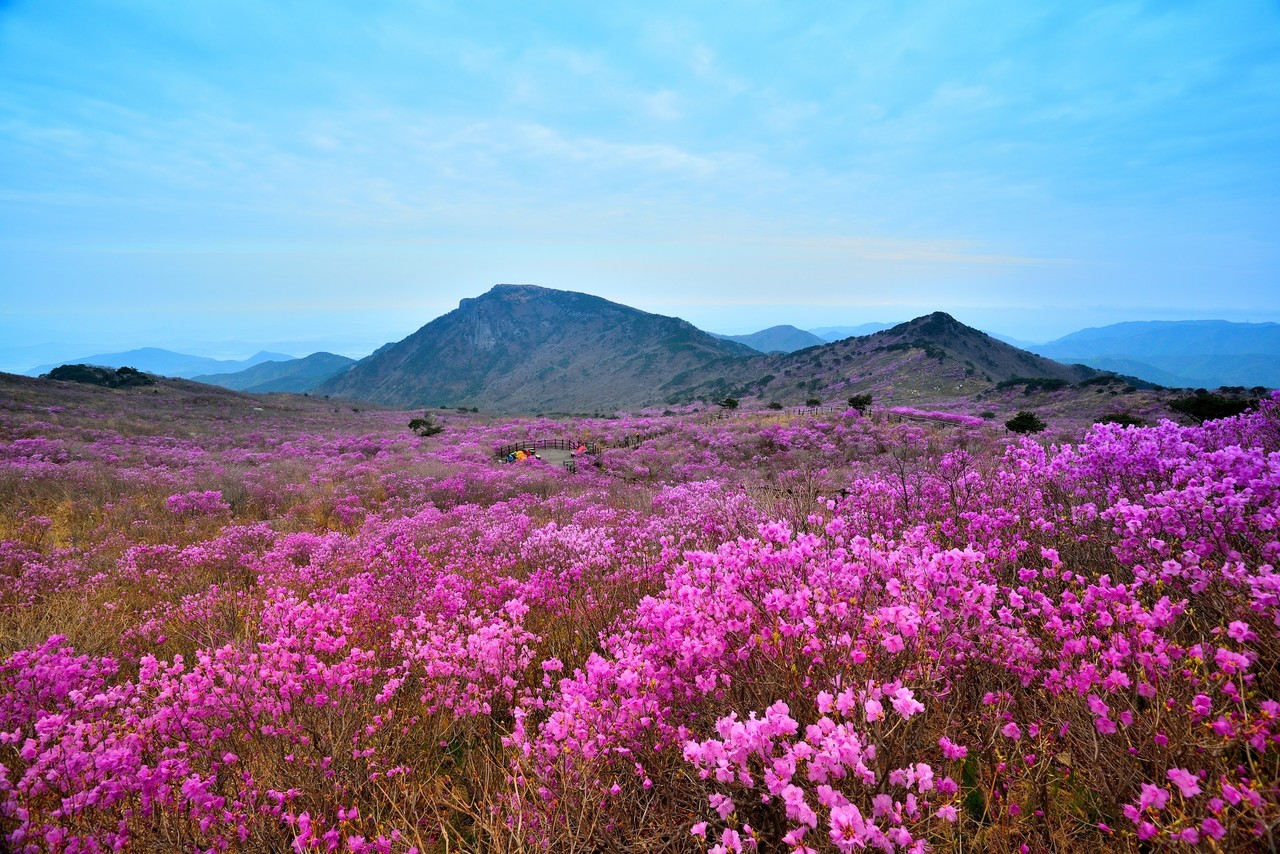 ‘제30회 비슬산 참꽃문화제’가 오는 17일부터 19일까지 국립대구과학관 광장과 비슬산 유스호스텔 일원에서 열린다. (달성군 제공)